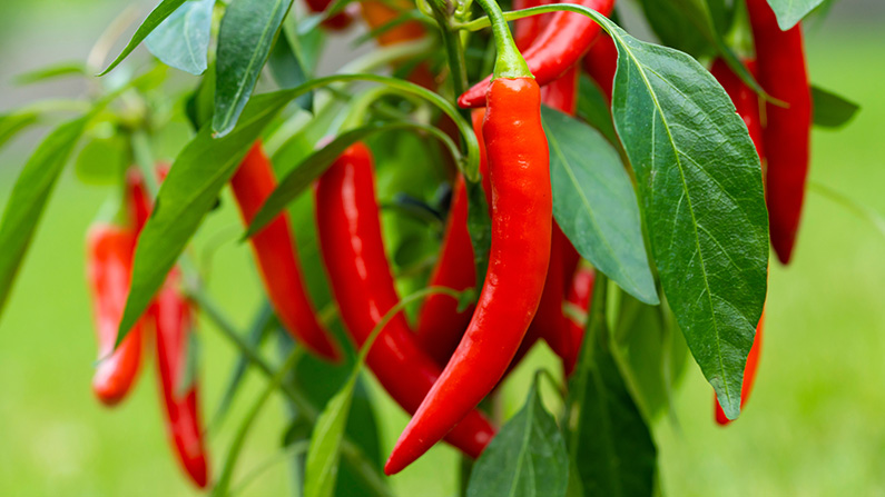 chili